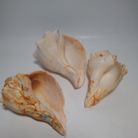 3 x Conch Seashells East Coast Beach Sea Shells Nautical Décor Lightning Whelk - Picture 3 of 9